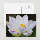 VS, Georgië, Savannah, Lootus Flower Blooming Briefkaart (Voorkant / Achterkant)