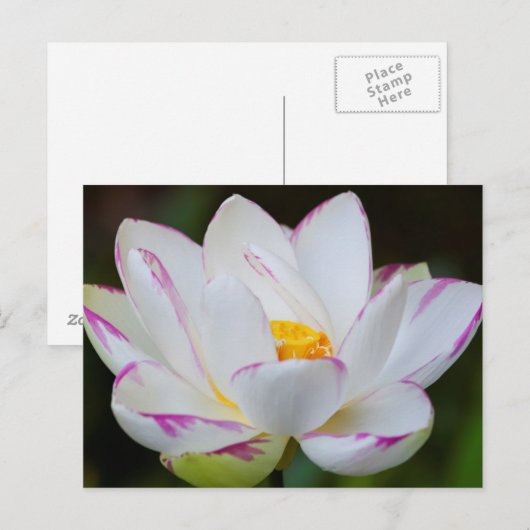 VS, Georgië, Savannah, Lootus Flower Blooming Briefkaart (Voorkant / Achterkant)