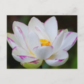 VS, Georgië, Savannah, Lootus Flower Blooming Briefkaart (Voorkant)