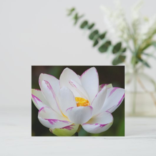 VS, Georgië, Savannah, Lootus Flower Blooming Briefkaart (Staand voorkant)