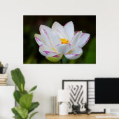 VS, Georgië, Savannah, Lootus Flower Blooming Poster (Thuiskantoor)