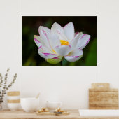 VS, Georgië, Savannah, Lootus Flower Blooming Poster (Keuken)