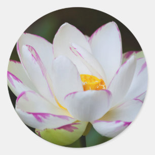 VS, Georgië, Savannah, Lootus Flower Blooming Ronde Sticker