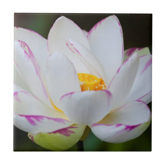 VS, Georgië, Savannah, Lootus Flower Blooming Tegeltje (Voorkant)