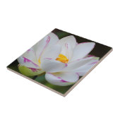 VS, Georgië, Savannah, Lootus Flower Blooming Tegeltje (Zijkant)