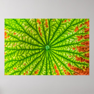 VS, Georgië, Savannah, sluiting Lotus Leaf Poster