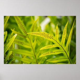 VS, Hawaï, Big Island. Tropisch groene varen Poster