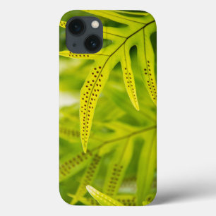 VS, Hawaï, Big Island. Tropische groene varen iPhone 13 Hoesje