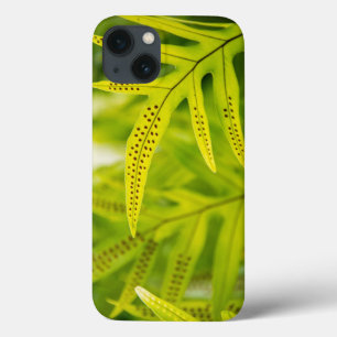 VS, Hawaï, Big Island. Tropische groene varen iPhone 13 Hoesje