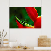 VS, Hawaï, Hilo. Heliconia Poster (Keuken)