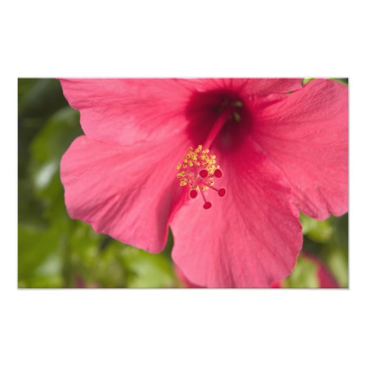 VS, Hawaï, Kauai, Hibiscus Foto Afdruk (Voorkant)