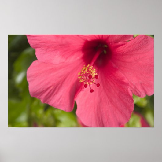 VS, Hawaï, Kauai, Hibiscus Poster (Voorkant)