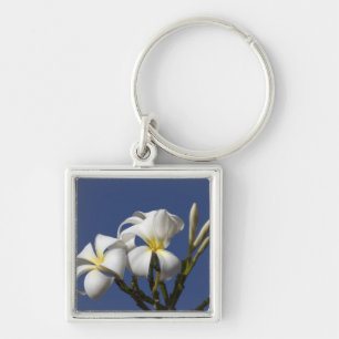 VS, Hawaï, Kauai, witte plumeria. Sleutelhanger