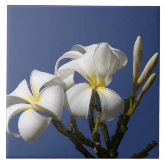VS, Hawaï, Kauai, witte plumeria. Tegeltje (Voorkant)
