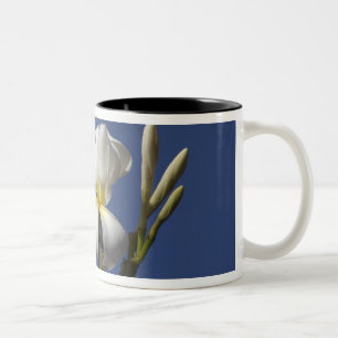 VS, Hawaï, Kauai, witte plumeria. Tweekleurige Koffiemok