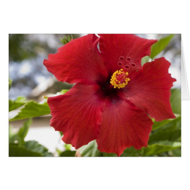VS, Hawaï, Oahu. De Hibiscus is de (Voorkant Horizontaal)