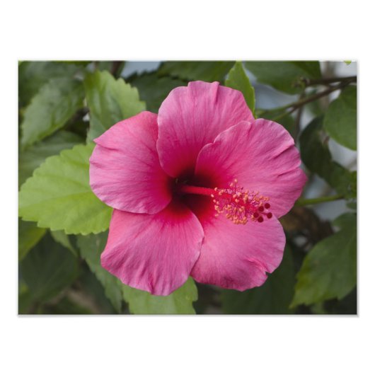 VS, Hawaï, Oahu. De Hibiscus is de 2 Foto Afdruk (Voorkant)
