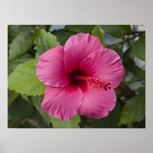 VS, Hawaï, Oahu. De Hibiscus is de 2 Poster (Voorkant)
