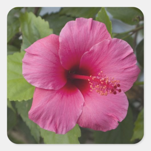 VS, Hawaï, Oahu. De Hibiscus is de 2 Vierkante Sticker (Voorkant)