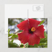 VS, Hawaï, Oahu. De Hibiscus is de Briefkaart (Voorkant / Achterkant)