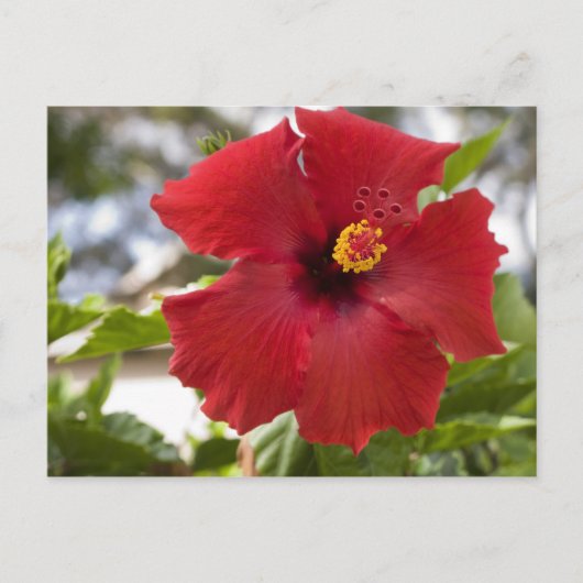 VS, Hawaï, Oahu. De Hibiscus is de Briefkaart (Voorkant)