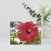 VS, Hawaï, Oahu. De Hibiscus is de Briefkaart (Staand voorkant)