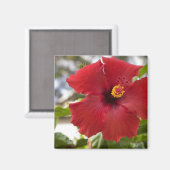 VS, Hawaï, Oahu. De Hibiscus is de Magneet (Voorkant / Achterkant)