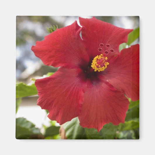 VS, Hawaï, Oahu. De Hibiscus is de Magneet (Voorkant)