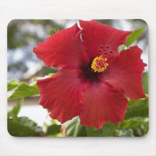 VS, Hawaï, Oahu. De Hibiscus is de Muismat (Voorkant)