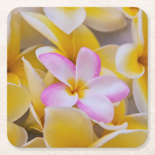 VS, Hawaï, Oahu, Plumeria bloemen in bloei 1 Kartonnen Onderzetters