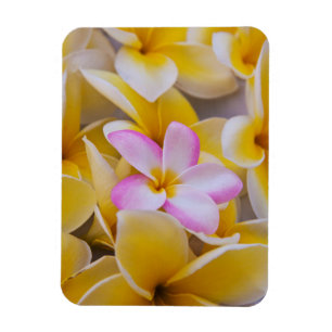 VS, Hawaï, Oahu, Plumeria bloemen in bloei 1 Magneet