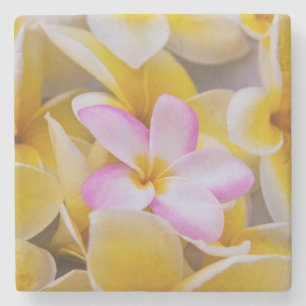 VS, Hawaï, Oahu, Plumeria bloemen in bloei 1 Stenen Onderzetter