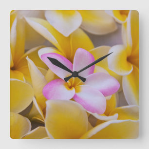 VS, Hawaï, Oahu, Plumeria bloemen in bloei 1 Vierkante Klok