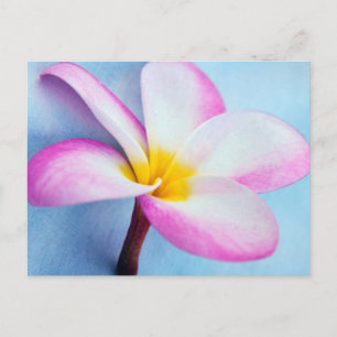 VS, Hawaï, Oahu, Plumeria bloemen in bloei 2 Briefkaart