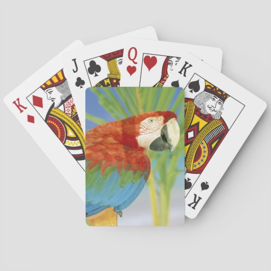 VS, Hawaï. Papegaai Pokerkaarten (Achterkant)