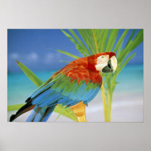 VS, Hawaï. Papegaai Poster