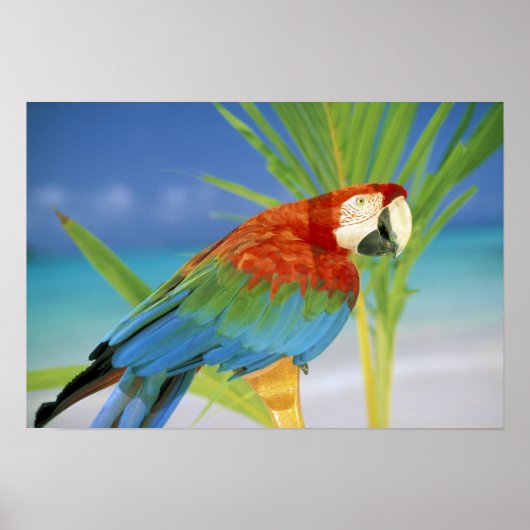 VS, Hawaï. Papegaai Poster (Voorkant)