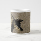 VS, Hawaii, Maui, Makena Beach, Starfish en Grote Koffiekop (Voorkant)