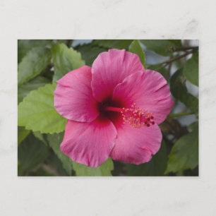VS, Hawaii, Oahu. De Hibiscus is de 2 Briefkaart