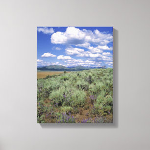 VS, Idaho, Camas Co. Alsem en lupine Canvas Afdruk