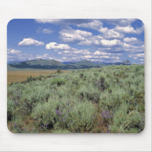 VS, Idaho, Camas Co. Alsem en lupine Muismat