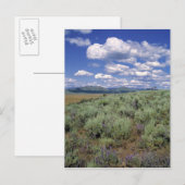 VS, Idaho, Camas Co. Sagebrush en lupine Briefkaart (Voorkant / Achterkant)