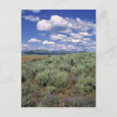 VS, Idaho, Camas Co. Sagebrush en lupine Briefkaart (Voorkant)