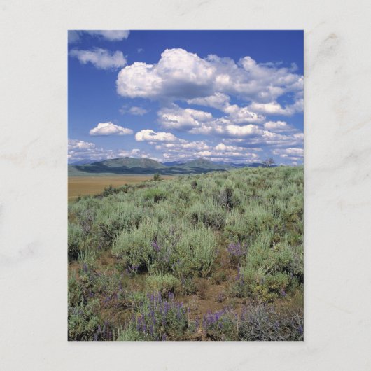 VS, Idaho, Camas Co. Sagebrush en lupine Briefkaart (Voorkant)