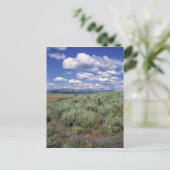 VS, Idaho, Camas Co. Sagebrush en lupine Briefkaart (Staand voorkant)