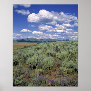 VS, Idaho, Camas Co. Sagebrush en lupine Poster