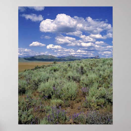 VS, Idaho, Camas Co. Sagebrush en lupine Poster (Voorkant)