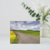 VS, Idaho, Idaho County, Koolzaadveld Briefkaart (Staand voorkant)