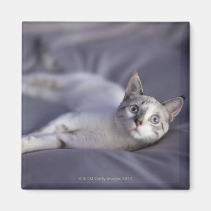 VS, Iowa, portret van jonge kitten 2 Magneet