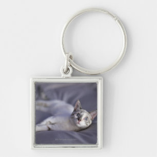VS, Iowa, portret van jonge kitten 2 Sleutelhanger